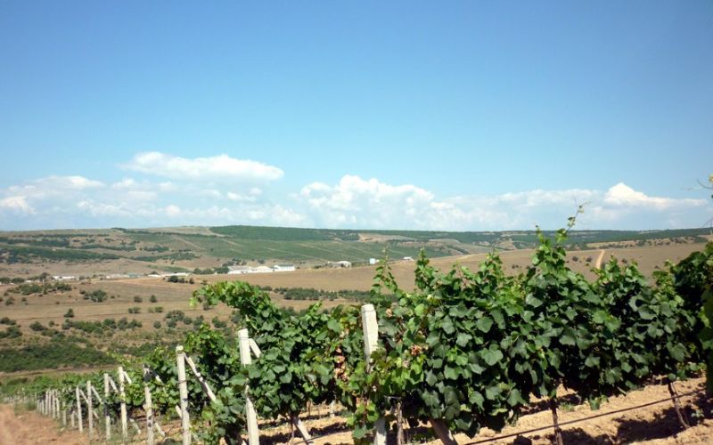 НИФИ сформировал стратегические приоритеты развития виноградарства Республики Дагестан